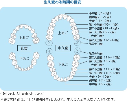 歯の生え変わり