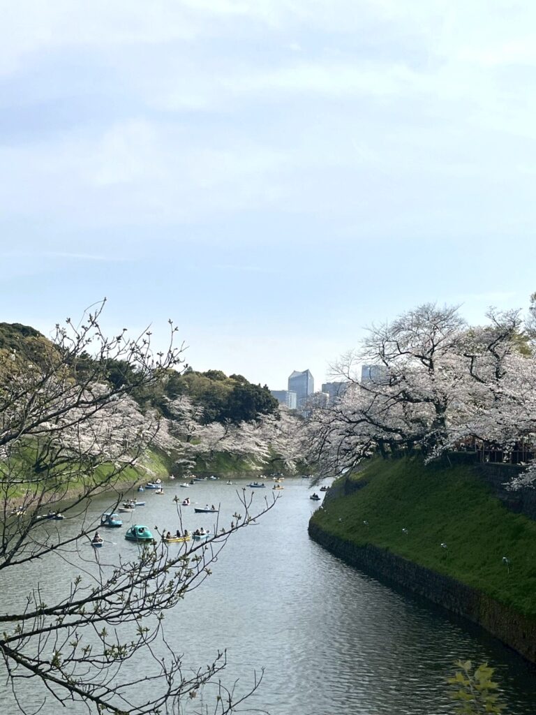 お花見🌸